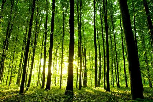 森林资源资产评估工作所需资料清单